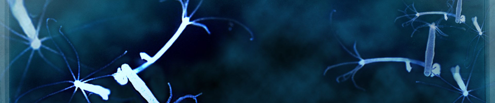 Kraken tor onion зеркало