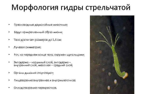 Магазин веществ кракен